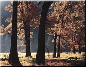 Black Oaks In Autumn