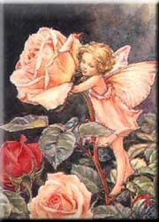 Peach Rose Fae