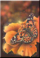 Painted Lady