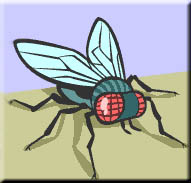 Fly