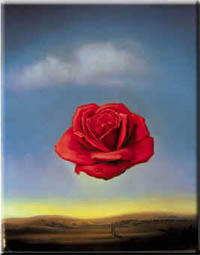 Rose Meditative