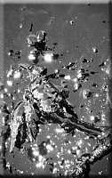 Oil Bird