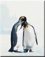 King Penguin