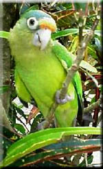 Parakeet