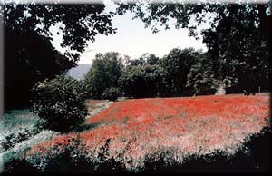 Field of Poppies