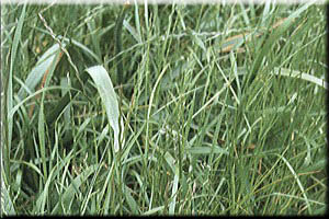 Grass