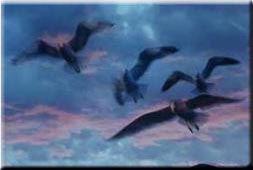 Birds In Flight