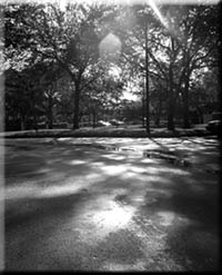 Light Through Trees