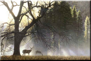 Yosemite Dawn