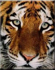 Close Up - Tiger